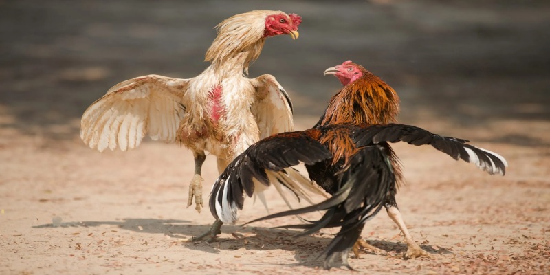 Tổng quan về đá gà Thomo